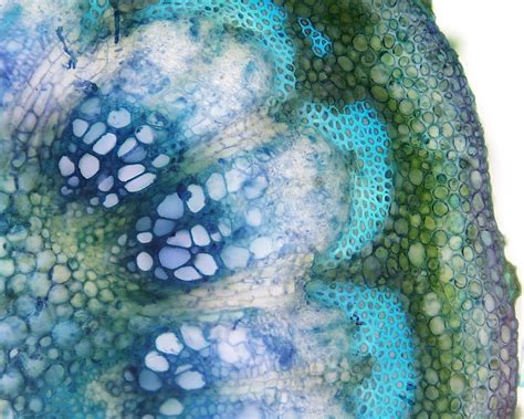 Step by step solution by experts to help you in doubt nucleus :structure and function. Secondary Xylem | Microscopic photography, Things under a ...