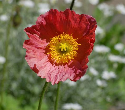 Flower Homes Iceland Poppy