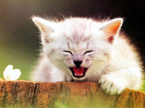 Laughing Cat Gris Cat Laughing Happy Hd Wallpaper Peakpx