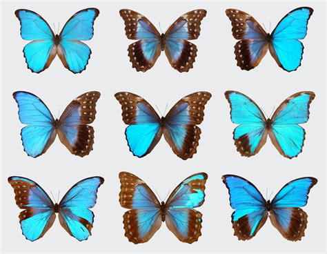 The Curious Case Of The Blue Morpho Butterflies