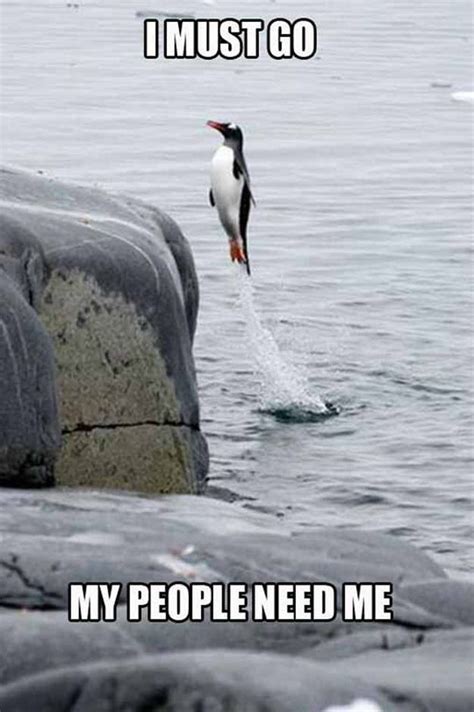 13 Freaky Flippertastic Facts For World Penguin Day Funny Animal