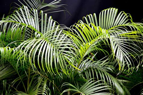 We did not find results for: 26 Cat-Friendly Plants to Grow Indoors - Garden Lovers Club