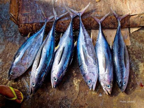 Tuna fish is a type of saltwater fish in mackerel family