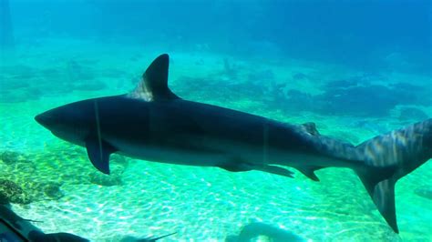 Shark Encounter At Sea World Gold Coast Australia Part 23 Youtube