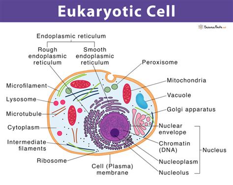 Eukaryotic Cell Definition Structure And Examples