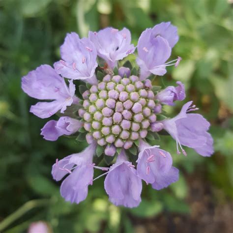 Scabiosa Cretica Cretian Pincushion Flower In Gardentags Plant