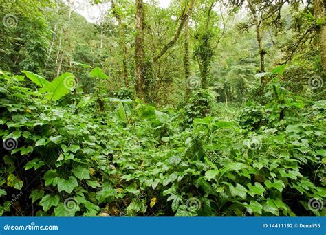 Lush Vegetation In Forest Stock Photography Image 14411192