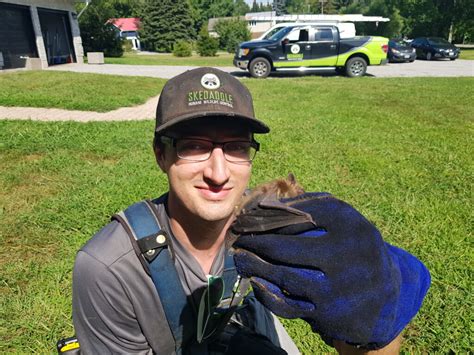Vaughan Wildlife Removal Why Protecting Bats Matters