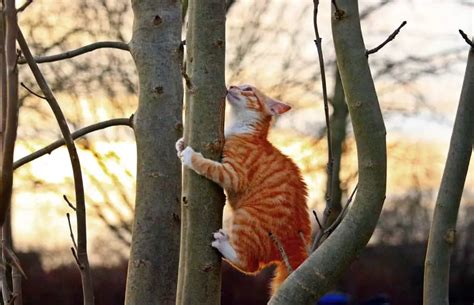 can cats climb down trees is it ok for cats to climb trees kitteria