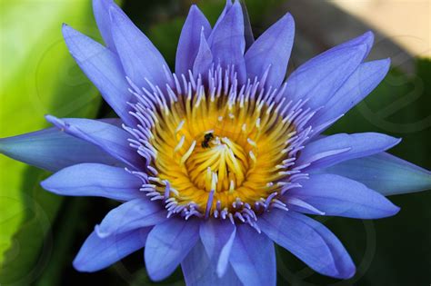 Blue Petaled Flower In Close Up Photography By Kelsey Bumsted Photo