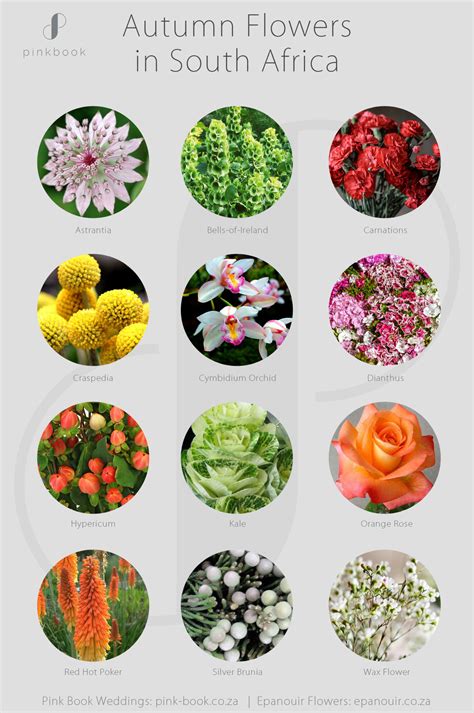 We did not find results for: Autumn Wedding Flowers in South Africa | Pink Book