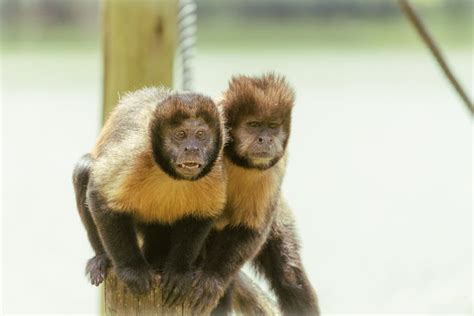 Funny Lemurs Resting On Wooden Surface In Zoo · Free Stock Photo