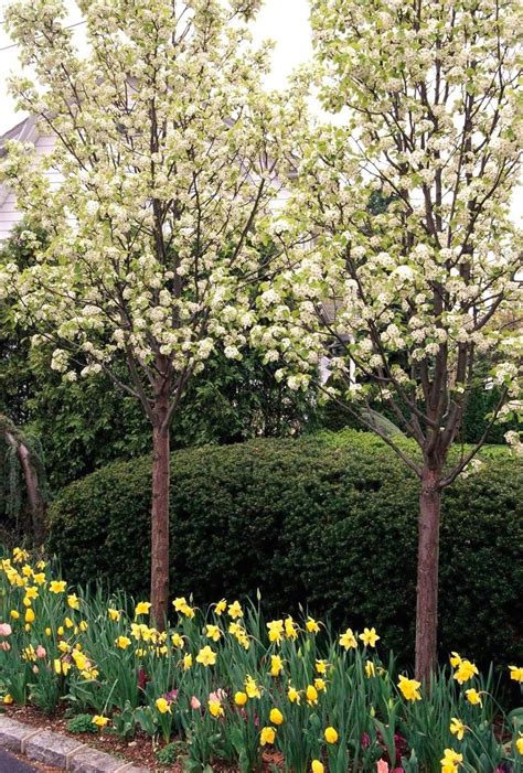 How To Select The Best Trees For Your Yard Modern Design Trees For