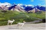 How To Visit Denali National Park Pictures