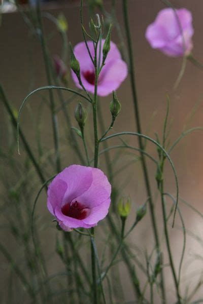 Can azalea be used in a sentence? Alyogyne for long summer flowering - Provender Nurseries - Wholesale Nursery in Swanley, Kent