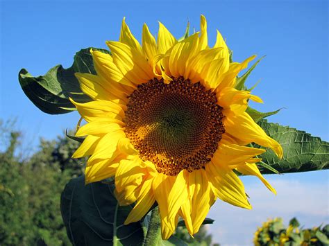Indosat adalah salah satu provider telekomunikasi terkemuka yang menyediakan paket nelpon indosat im3 ooredo murah di indonesia. Sonnenblume - kostenlose Bilder