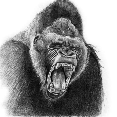 Https://wstravely.com/draw/how To Draw A Angry Gorilla