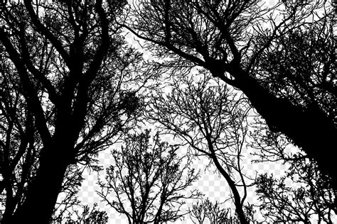 Forest Trees Silhouette Branches Landscape Nature Green Ecology