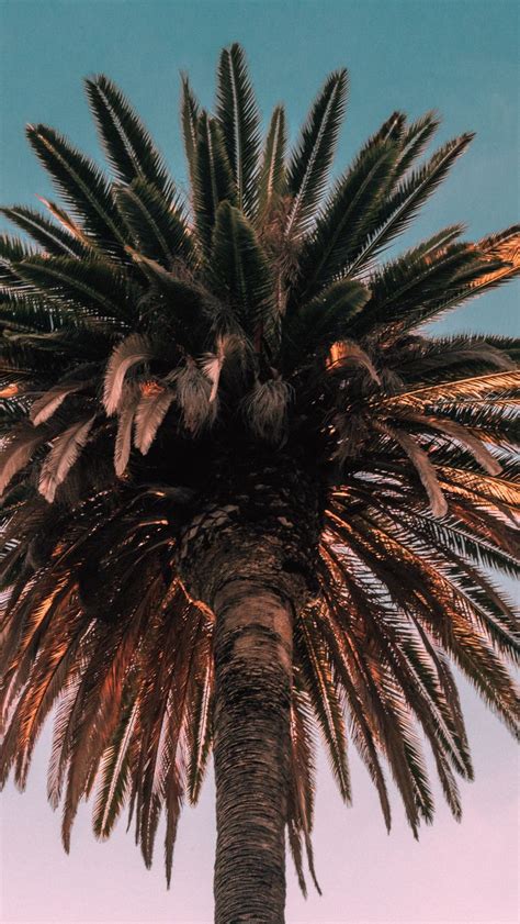 Download Wallpaper 800x1420 Palm Tree Bottom View Iphone Se5s5c5