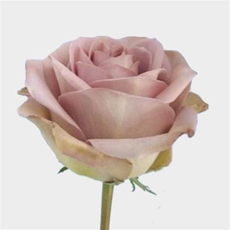 Rose Amnesia 40cm Bulk Wholesale Blooms By The Box