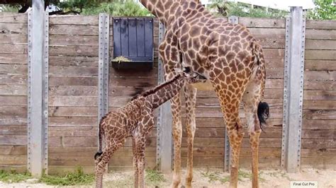Mama Giraffe Watches Her New Born Calf Stand Up Youtube