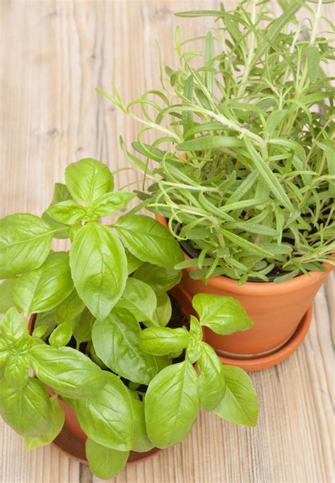 Growing Herbs Indoors Tips And Tricks