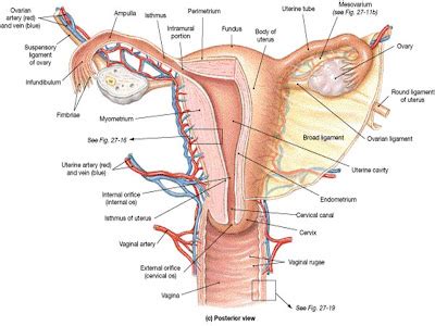 Pojok Belajar Bidan Anatomi Fisiologi Organ Reproduksi Wanita Genitalia Interna