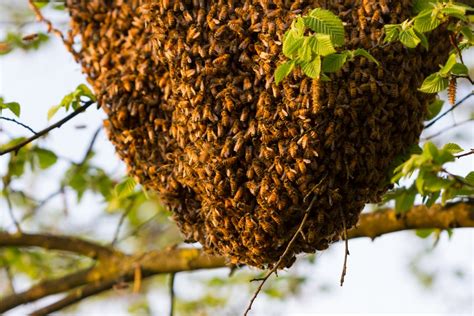 Do African Honeybees Hold The Secret To The Colony Collapse Disorder