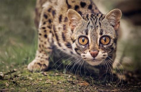 Asian Leopard Cats Auckland Bengal Cat Breeders New Zealand — Pride