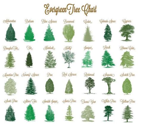 Evergreen Tree Chart Evergreen Trees Evergreen Trees To Plant