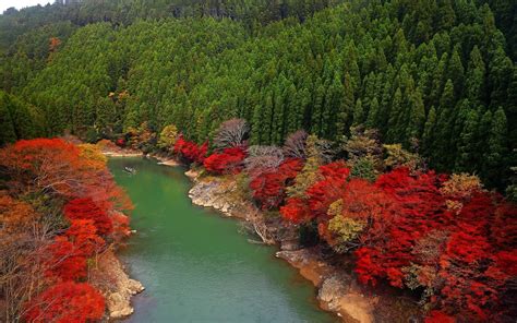 Online Crop Red Petaled Flowers Fall River Forest Japan Hd