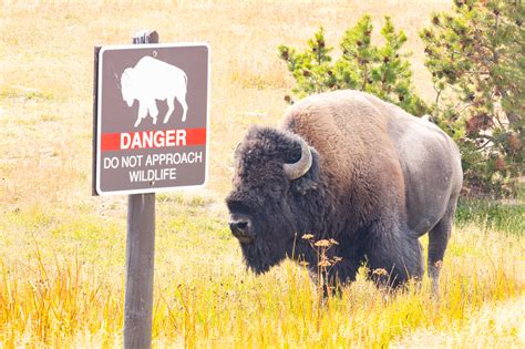 Watch Video Of Bison Attack In Yellowstone National Park