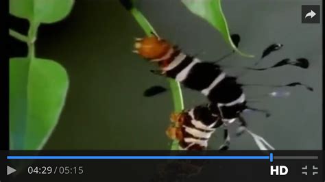 Seen In A Baby Einstein Video What The Heck Is It Whatsthisbug