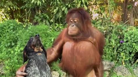 Unlikely Animal Friends Friends Furever Commercial