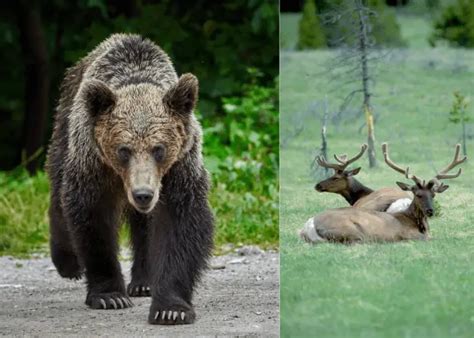 Grizzly Bears Eating Deer
