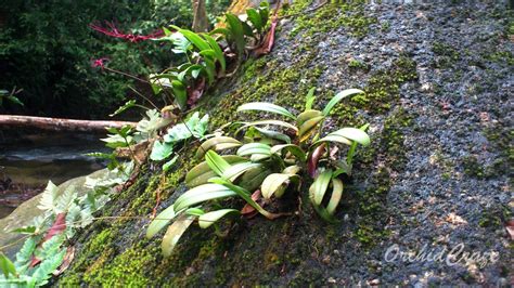 Tokek hutan ini aktif di malam hari dan tinggal di pepohonan dalam hutan. OrchidCraze: Jalan-jalan jumpa orkid : Hutan Lipur Bukit Hijau