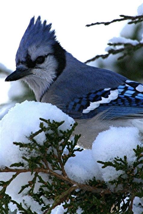 Your comment led me to this beautiful bird! Bluejay | Winter animals, Beautiful birds, Blue jay bird