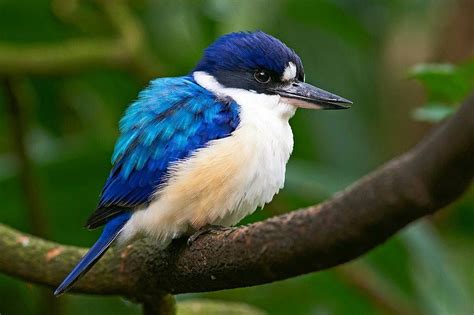 Blue And White Kingfisher Pretty Birds Beautiful Birds Gorgeous