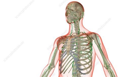The Lymph Supply Of The Upper Body Stock Image F0015755 Science