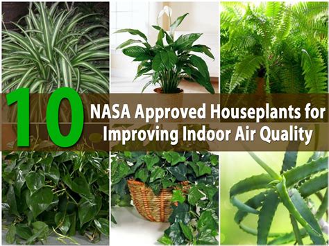 When at home or in the office, these plans will the petals of this air purifying plant are also great air filters. Top 10 NASA Approved Houseplants for Improving Indoor Air ...