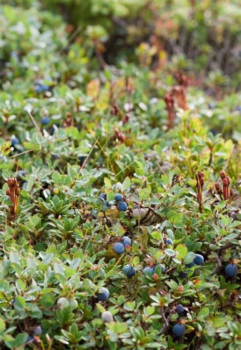 16 Best Edible Ground Covers For A Sustainable Foodscape
