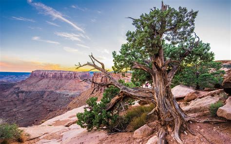 Grand Canyon National Park Arizona United States Desert Field Juniper