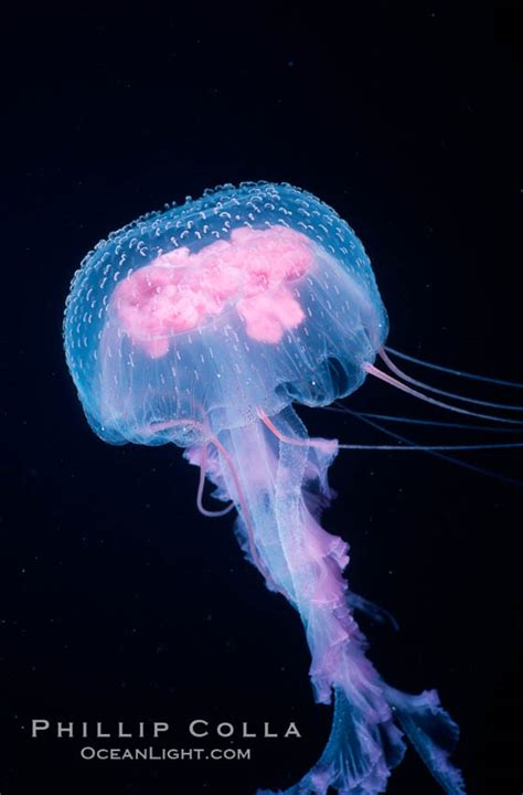 Photo Jellyfish Pelagia Noctiluca Guadalupe Oceanlight Sunwalls