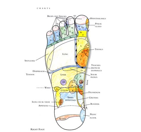 Reflexology Benefits Treatment And Holistic Coaching Culver City