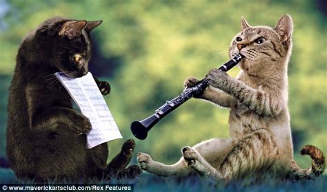 Musical Cats Christmas Calendar Daily Mail Online