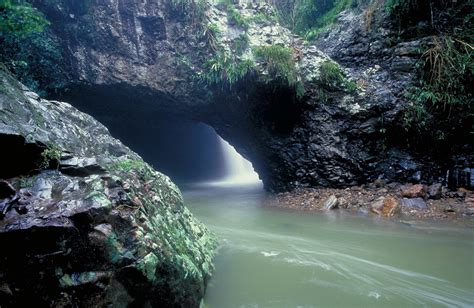 Gondwana Rainforests Of Australia World Heritage Area Qld Section