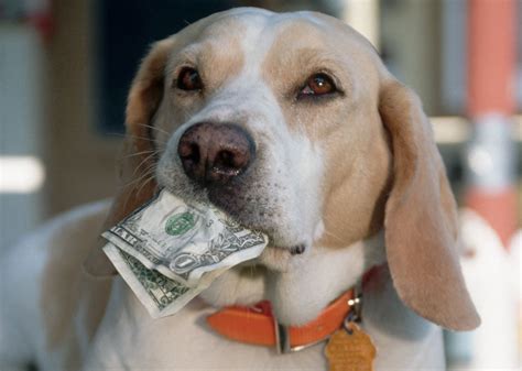 How Much Does It Cost To Own A Dog 7 Times More Than You Expect