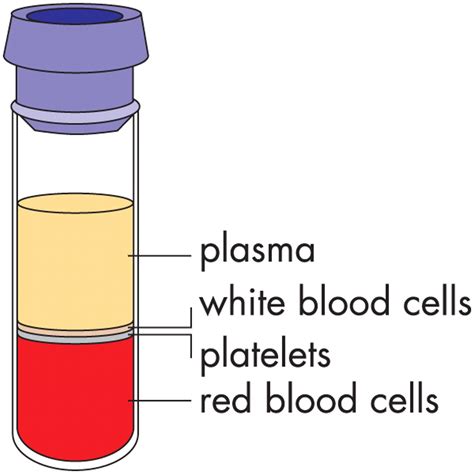 Components Of Blood Plasma Aandp Portfolio Objective19 Describe The