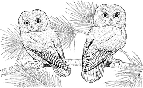 Hard Owl Coloring Pages Coloring Pages