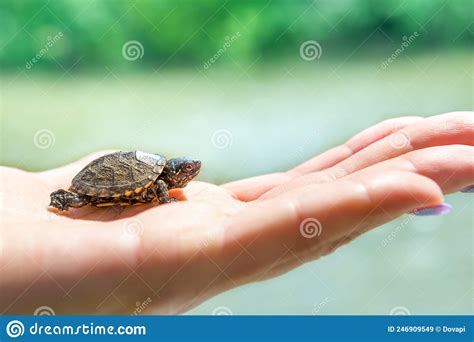 Small Sea Turtle Stock Image Image Of Tropic Baby 246909549